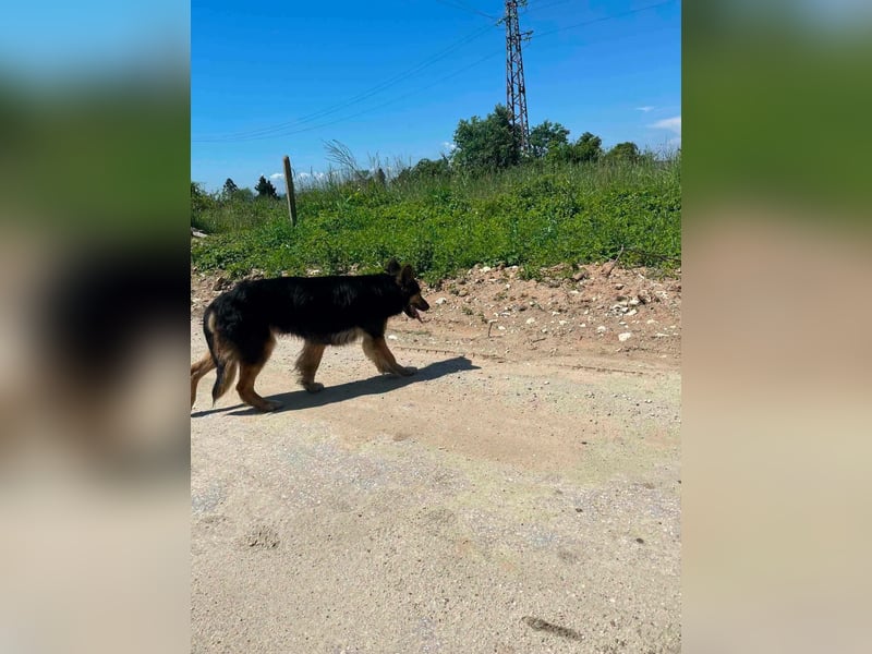 Cleo, Altdeutscher Schäferhund