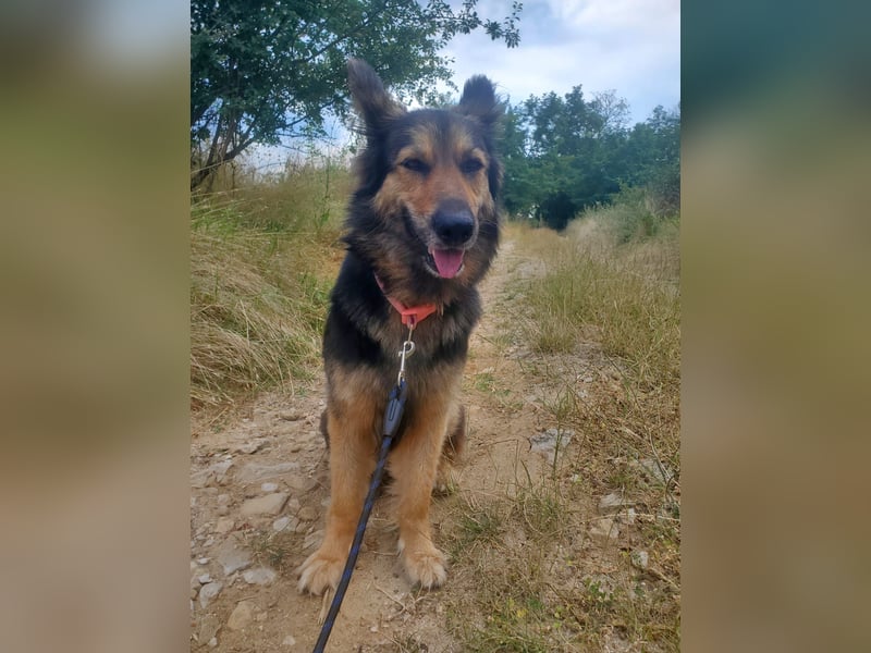 Cleo, Altdeutscher Schäferhund