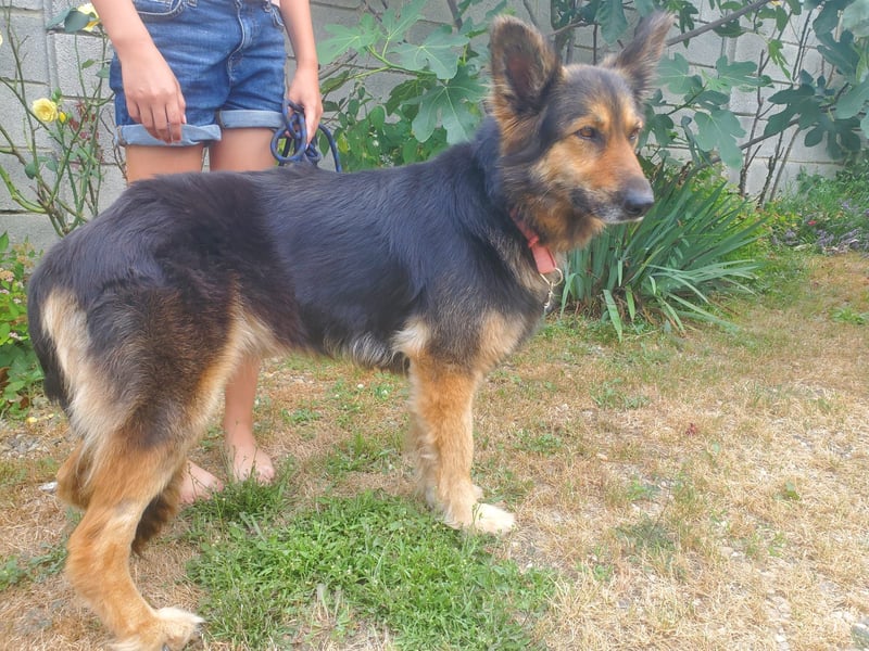 Cleo, Altdeutscher Schäferhund
