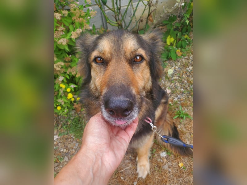 Cleo, Altdeutscher Schäferhund