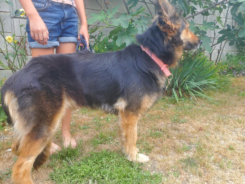 Cleo, Altdeutscher Schäferhund