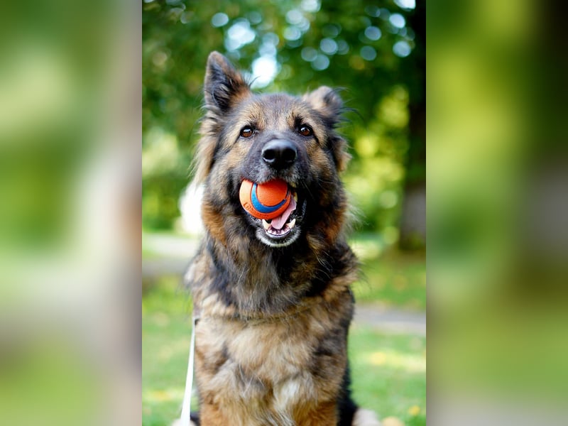 Altdeutsche Schäferhündin