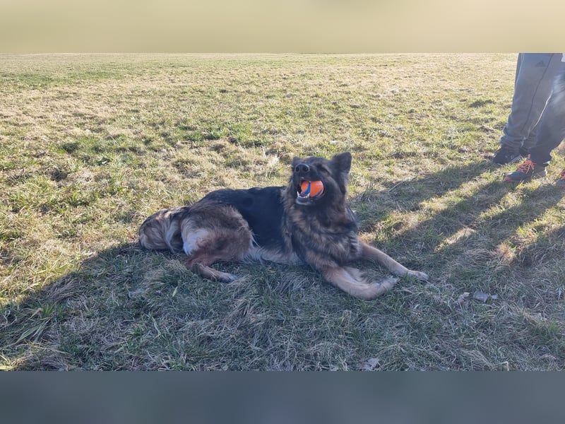 Altdeutsche Schäferhündin