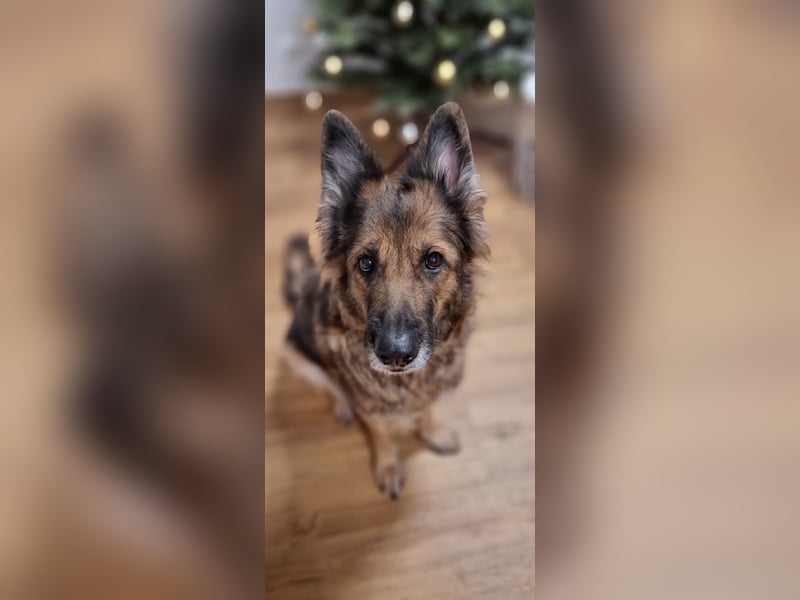 Altdeutsche Schäferhündin