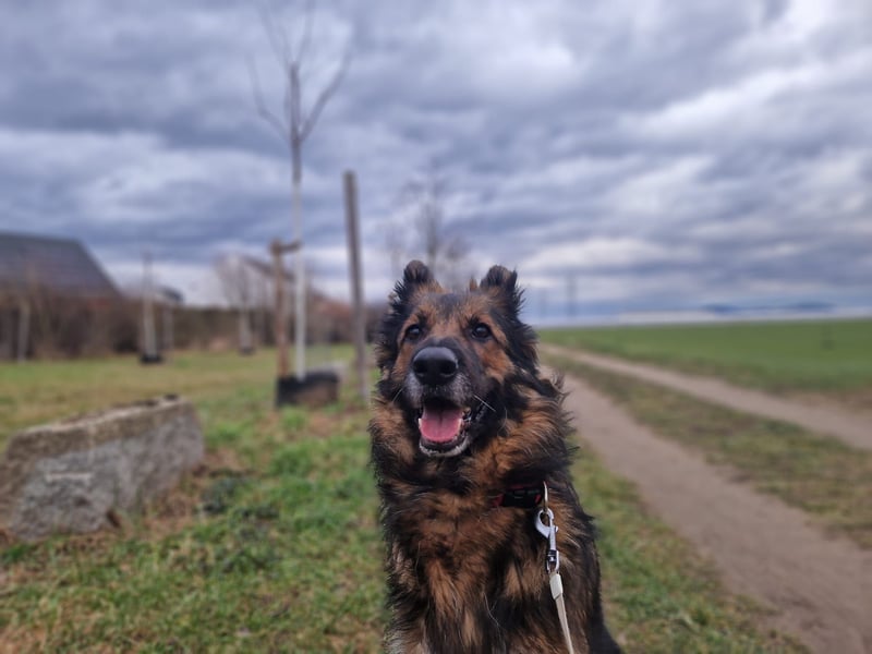 Altdeutsche Schäferhündin