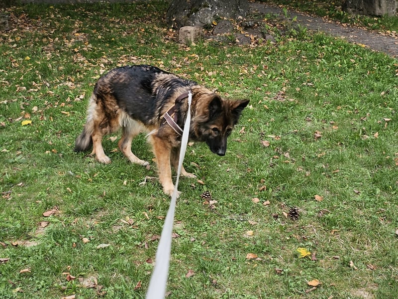 Altdeutsche Schäferhündin