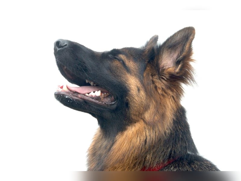 Pretty Diana - kinderlieb, stürmisch und verschmust - Tierhilfe Franken e.V.