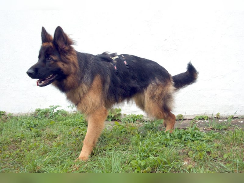 Pretty Diana - kinderlieb, stürmisch und verschmust - Tierhilfe Franken e.V.