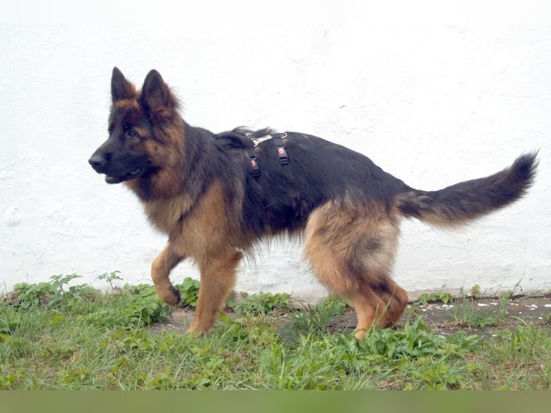 Pretty Diana - kinderlieb, stürmisch und verschmust - Tierhilfe Franken e.V.