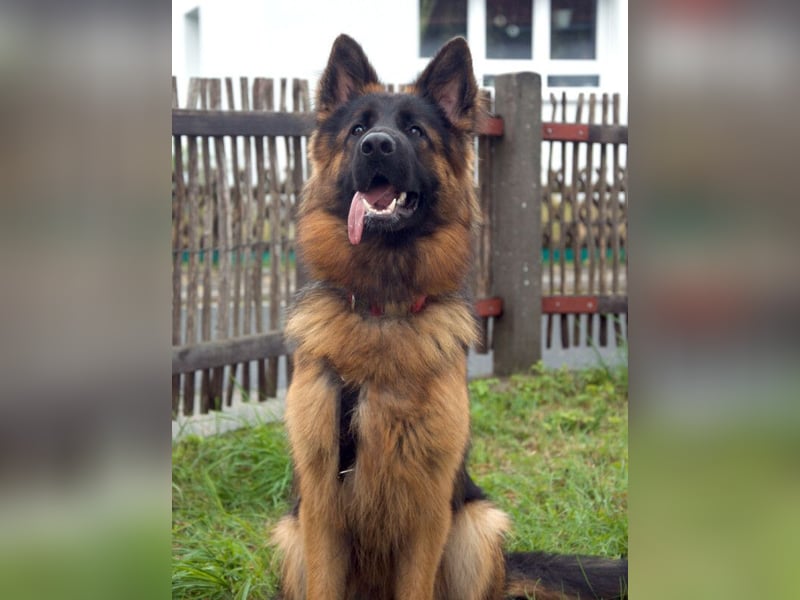 Pretty Diana - kinderlieb, stürmisch und verschmust - Tierhilfe Franken e.V.