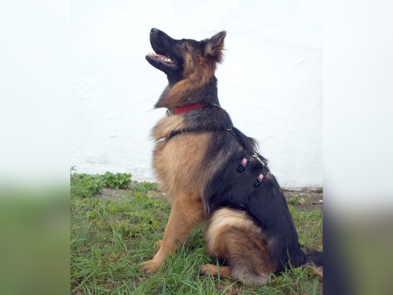 Pretty Diana - kinderlieb, stürmisch und verschmust - Tierhilfe Franken e.V.