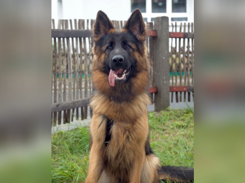 Pretty Diana - kinderlieb, stürmisch und verschmust - Tierhilfe Franken e.V.