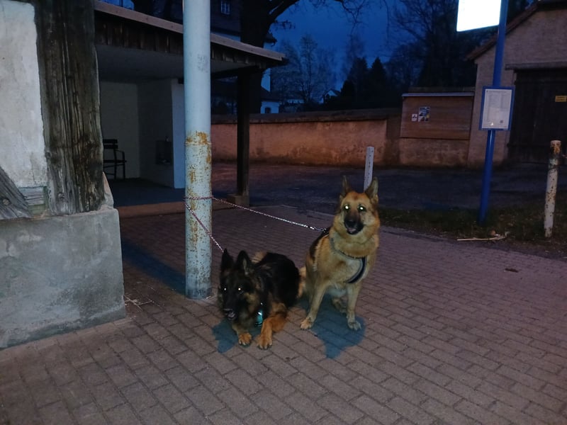 Liebe  Schäferhündin katscha