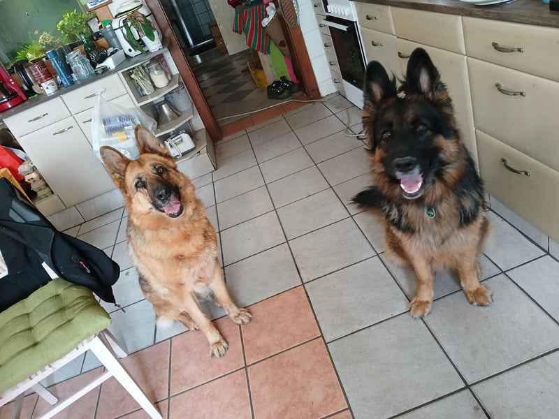 Liebe  Schäferhündin katscha