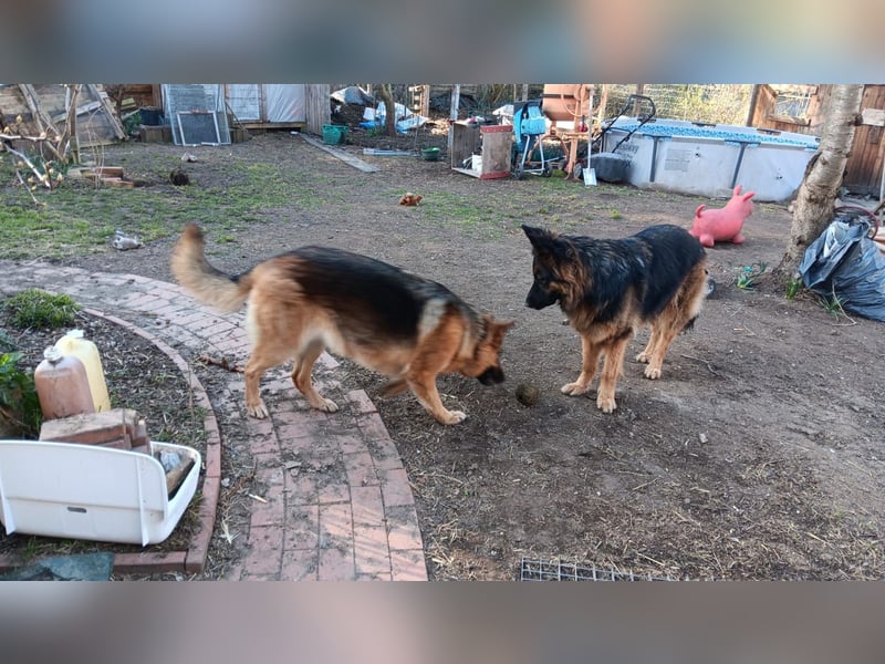 Liebe  Schäferhündin katscha