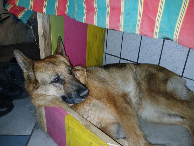 Liebe  Schäferhündin katscha