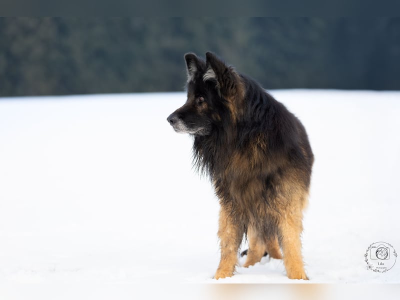 Albin Blacky von der Sandburg sucht ein neues Zuhause