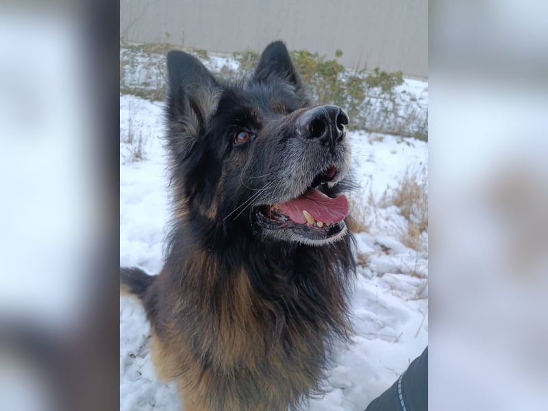 Albin Blacky von der Sandburg sucht ein neues Zuhause