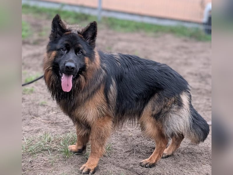 Herr Schröder sucht ein Zuhause