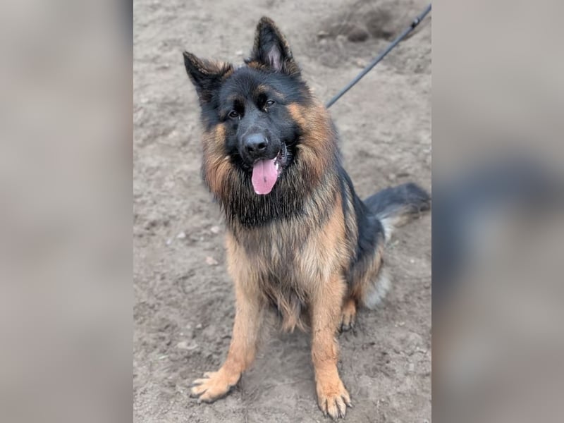 Herr Schröder sucht ein Zuhause