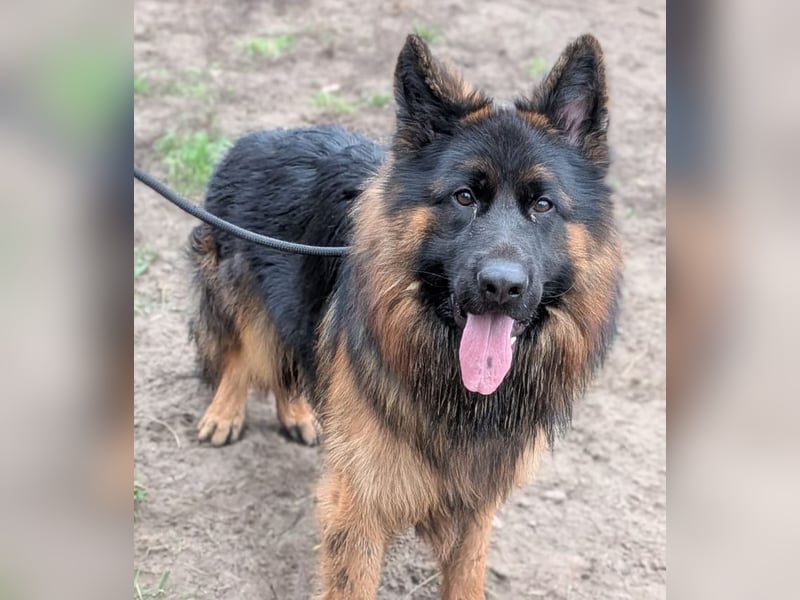 Herr Schröder sucht ein Zuhause