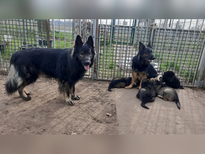 Altdeutsche Schäferhund Welpen