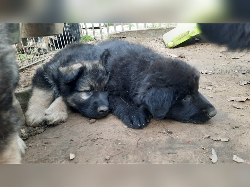 Altdeutsche Schäferhund Welpen