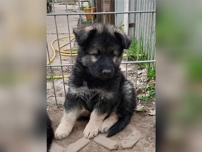 Altdeutsche Schäferhund Welpen