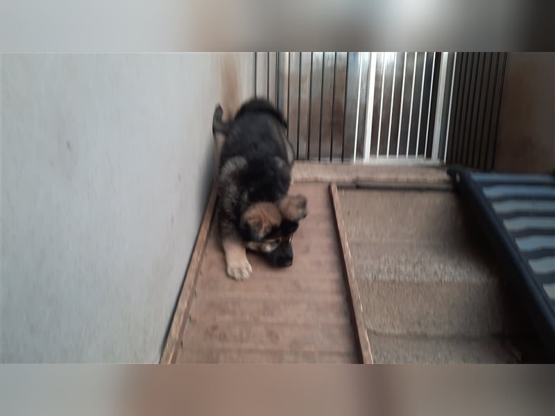 Altdeutsche Schäferhund Welpen