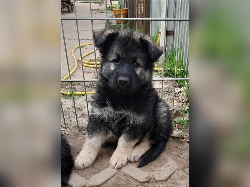 Altdeutsche Schäferhund Welpen