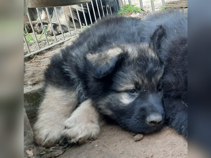 Altdeutsche Schäferhund Welpen