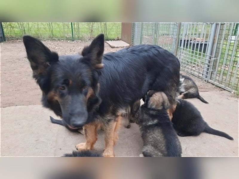 Altdeutsche Schäferhund Welpen