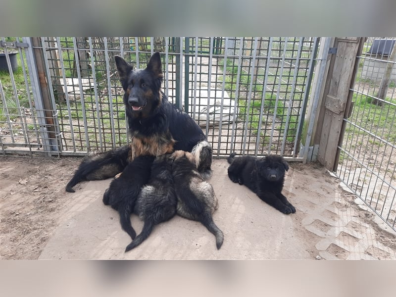 Altdeutsche Schäferhund Welpen