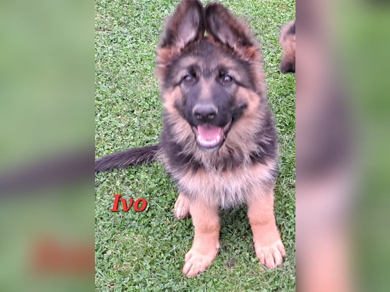 2  Welpen - Prachtexemplare   Altdeutsche  Schäferhunde/Langstockhaar mit Ahnentafel