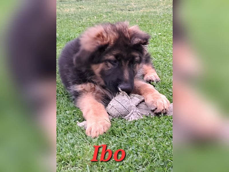 2  Welpen - Prachtexemplare   Altdeutsche  Schäferhunde/Langstockhaar mit Ahnentafel