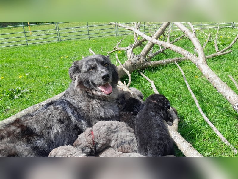 Altdeutscher Hütehund - Süddeutscher Schlag - Tiger