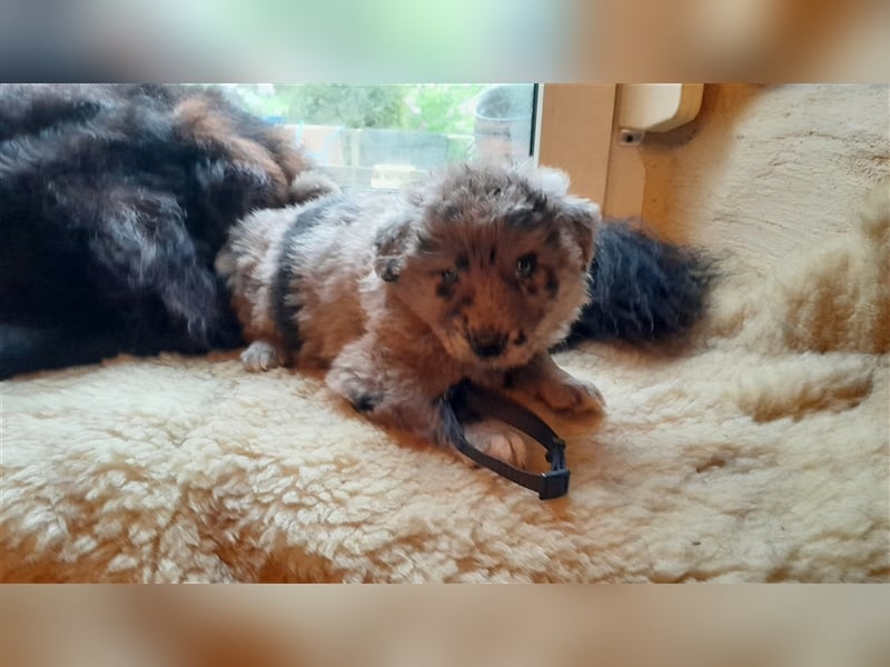 Altdeutscher Hütehund - Süddeutscher Schlag - Tiger