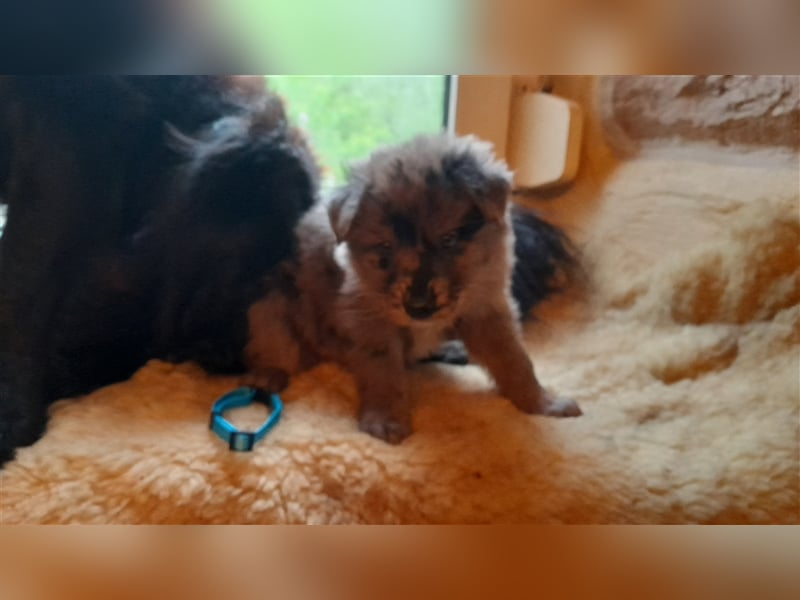 Altdeutscher Hütehund - Süddeutscher Schlag - Tiger