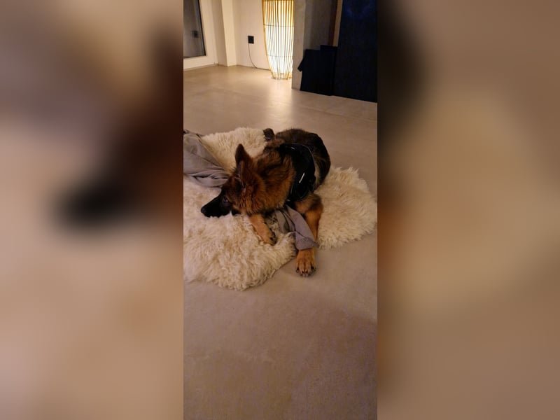 Altdeutscher Schäferhund