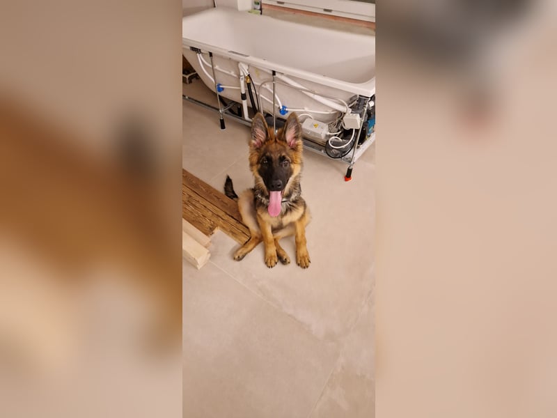 Altdeutscher Schäferhund