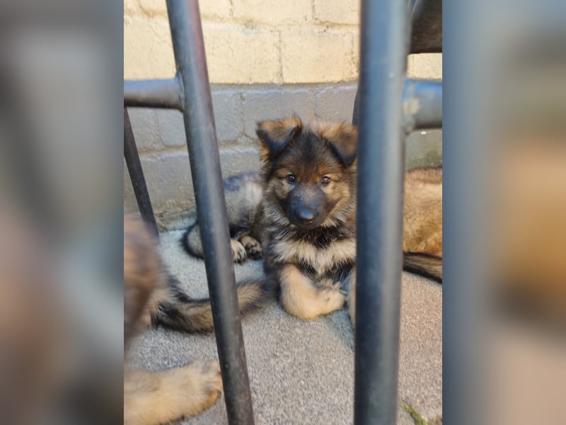 Typvolle Altdeutsche Schäferhund Welpen