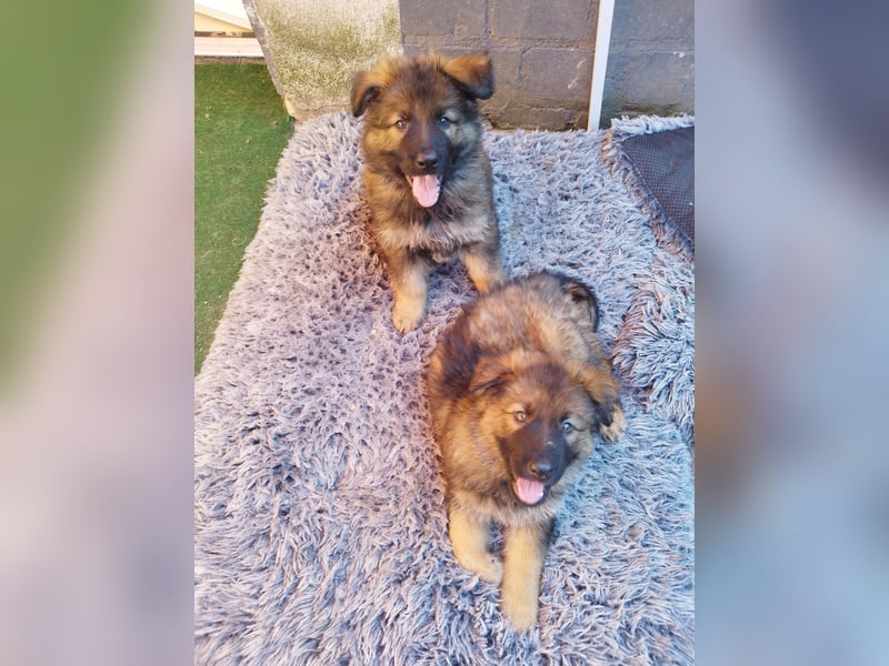 Typvolle Altdeutsche Schäferhund Welpen