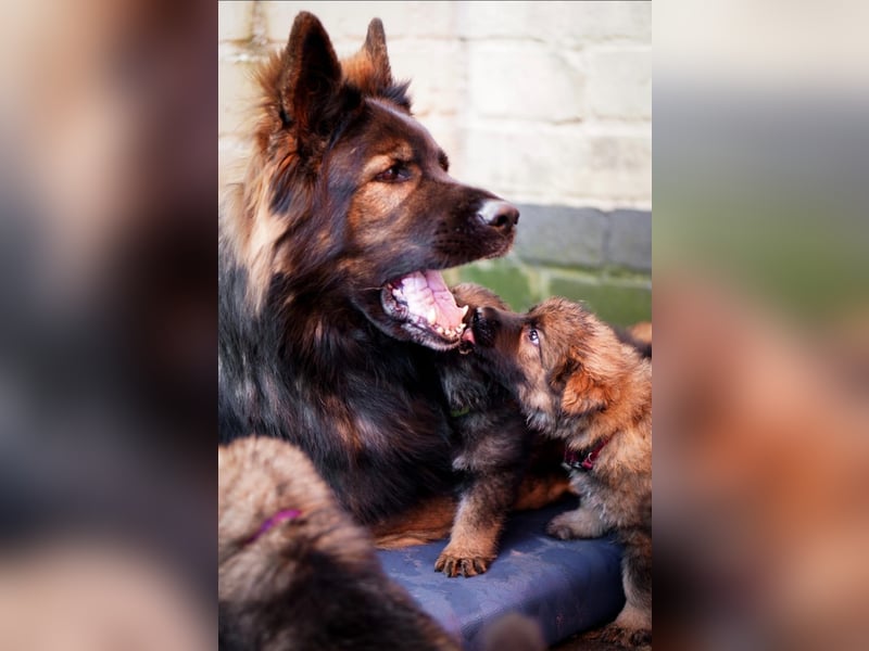 Typvolle Altdeutsche Schäferhund Welpen