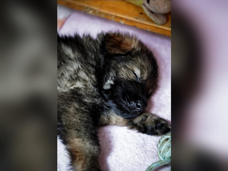 Typvolle Altdeutsche Schäferhund Welpen
