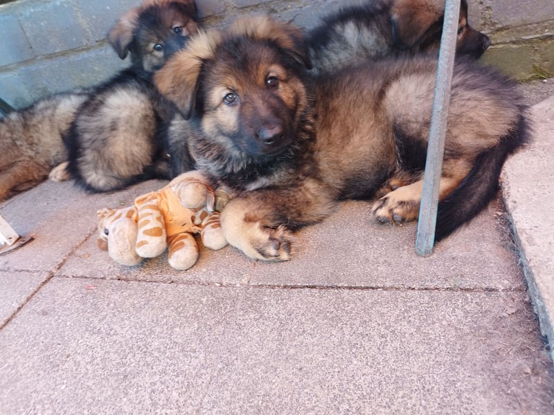 Typvolle Altdeutsche Schäferhund Welpen