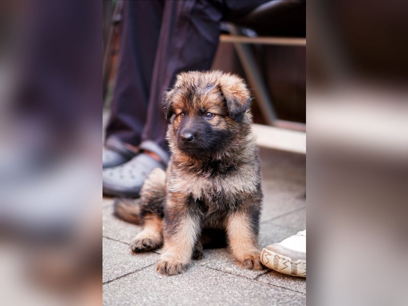 Typvolle Altdeutsche Schäferhund Welpen