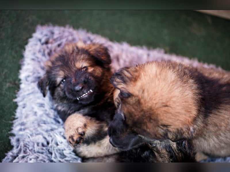 Typvolle Altdeutsche Schäferhund Welpen