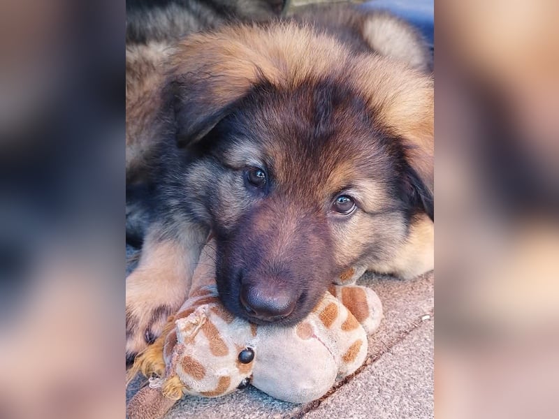 Typvolle Altdeutsche Schäferhund Welpen
