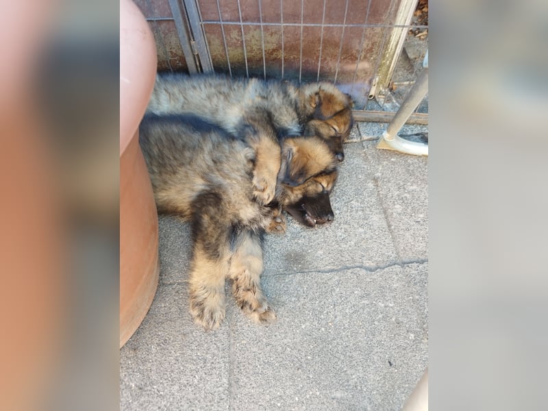 Typvolle Altdeutsche Schäferhund Welpen