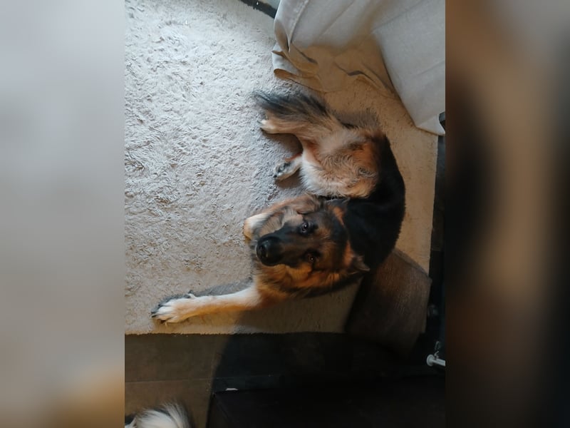 Altdeutscher Schäferhund